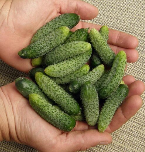 Gurķi 'Cornichon de Paris'